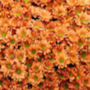 Meet your Posher, Adele